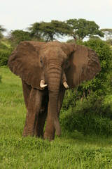 Wild Elephant (Elephantidae) in African Botswana savannah