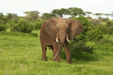 Wild Elephant (Elephantidae) in African Botswana savannah
