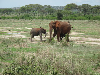 Obraz premium Wild Elephant (Elephantidae) in African Botswana savannah