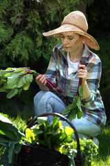 Wiosenne warzywa. Kobieta ogrodnik zbiera warzywa w warzywnym ogródku. - obrazy, fototapety, plakaty