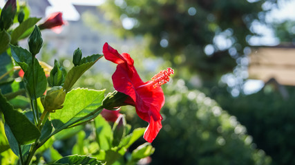 Chinese rose