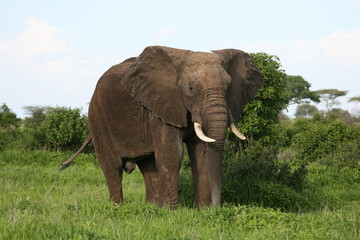 Fototapeta na wymiar Wild Elephant (Elephantidae) in African Botswana savannah