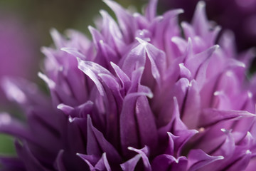 Purple flower
