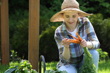 Zdrowe warzywa. Kobieta zrywa marchewkę - obrazy, fototapety, plakaty