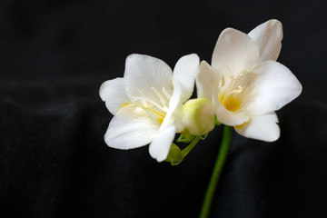 Naklejka na ściany i meble Beautiful white freesia blossom isolated on black background