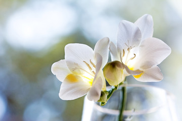 Delicate white freesia blossom in soft sunlight - closeup - obrazy, fototapety, plakaty