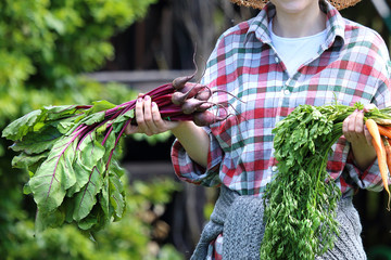 Ekologiczne warzywa prosto z grządki. Ogrodnik trzyma w dłoni marchew i buraki - obrazy, fototapety, plakaty
