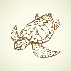 Turtle. Vector drawing