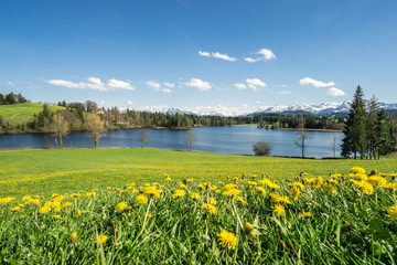 Beautiful flower meadow at lake shore and snow covered mountains.