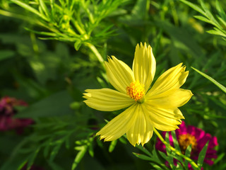 Yellow cosmos flower in the garden.