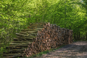 Tas de bois en forêt