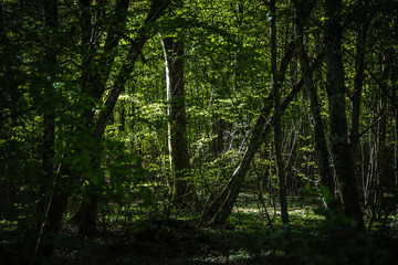 Obraz premium Forêt sombre et mystérieuse