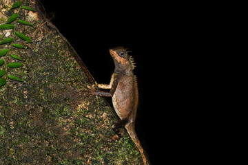 Acanthosaura crucigera in the dark forest.