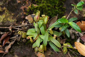 tropical pitcher plants
