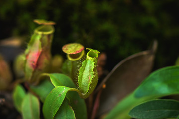 tropical pitcher plants