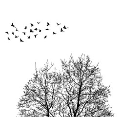 Silhouette flying birds on wood background  illustration