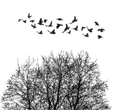 Silhouette flying birds and silhouette tree illustration