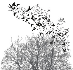 Silhouette flying birds 