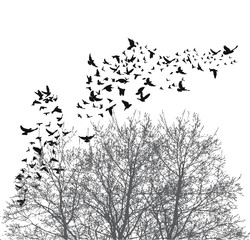 Silhouette flying birds  illustration