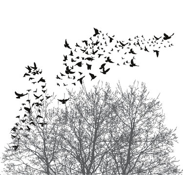 Silhouette flying birds  illustration