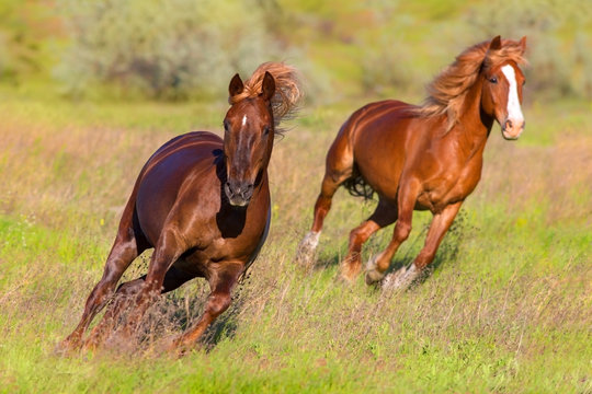Two red horse with long mane run fast in green spring pasture
