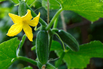 Growing cucumbers in the garden.