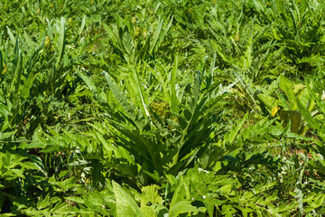 Mediterranean artichoke vegetable plantation on Crete, Greece
