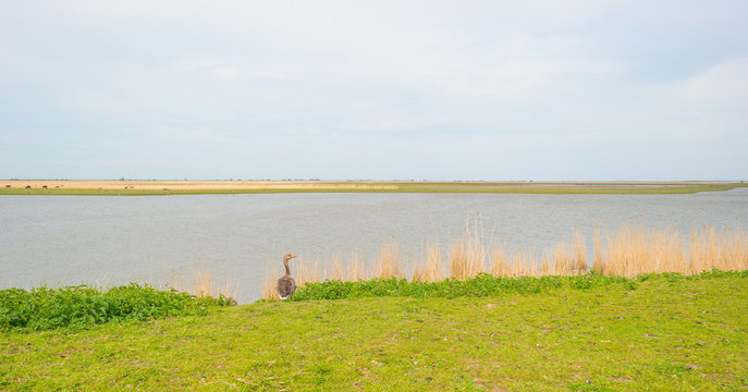 Goose looking over a lake in spring