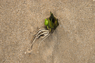 Seeds are germinated roots on the sand.