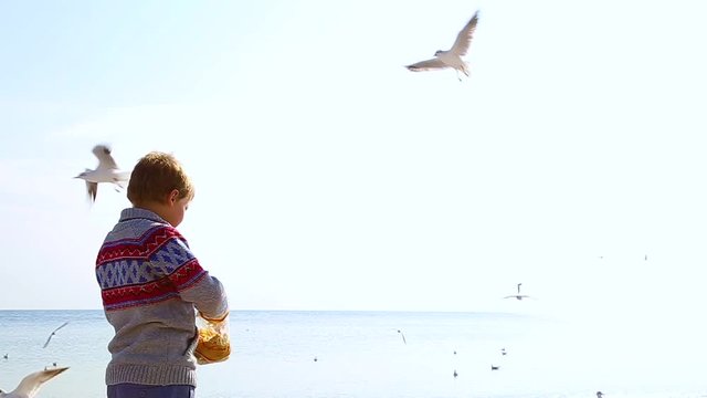 Little 8 year old child feeds beautiful seagulls flying cheerfully in bright blue sky. Birds catching food in air. Real time hd video footage.
