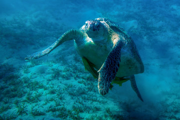 Sea turtle with remora floating in water column in Red Sea near Marsa Alam reef,  Egypt