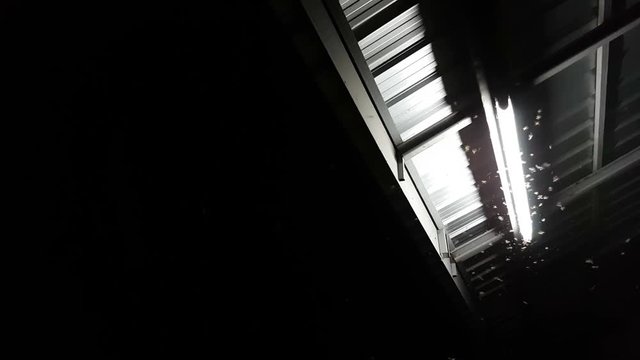 Winged Termites Flying around fluorescent light in the dark night