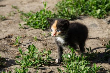 Naklejka na ściany i meble Small kitten in the yard