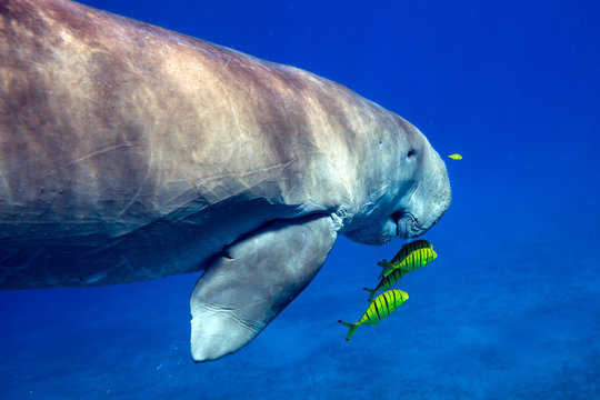 Dugong dugon (sea cow) floating in water column in Red Sea near Marsa Alam reef, Egypt