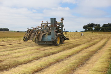 Fototapeta premium récolte champs de lin