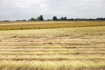 Obraz premium récolte champs de lin