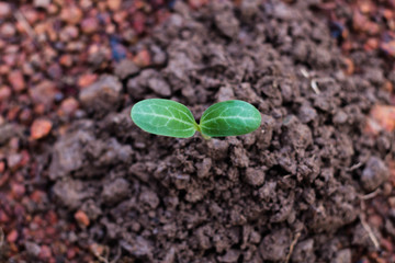 Planting trees to create a living, Concept small tree.