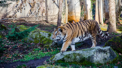 Fototapeta na wymiar Tiger