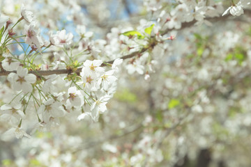 soft cherry blossom