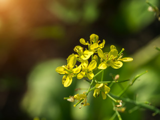 Yellow rapeseed flowers (Brassica napus). Close up.