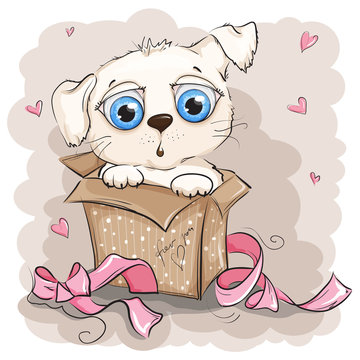Beautiful and cute white puppy in a gift box