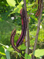 Winged bean on tree.