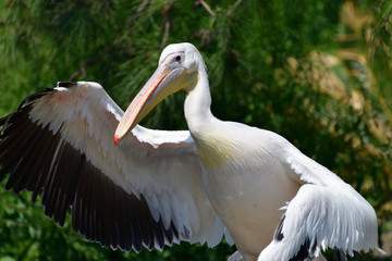 pelican