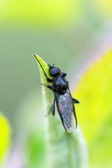 Closeup image of fly sitting in green leaf at summer outdoors background.