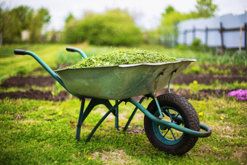 Closeup vintage wheelbarrow full of grass at green summer garden background.