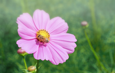 Fototapeta premium Bee collecting a nectar from pollen of cosmos flower.