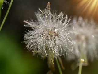 close up of grass flowers and drop dew.