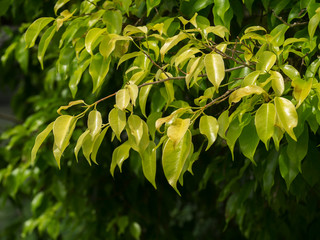 The young leaves of the banyan tree