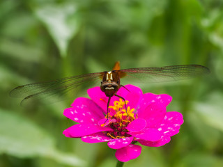 Dragonfly on Zinnia flower.