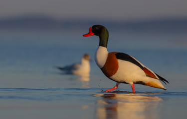 Common Shelduck - Tadorna tadorna